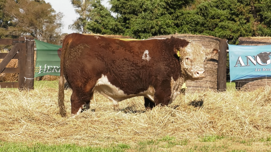 Lote TOROS P. HEREFORD PURO REGISTRADO