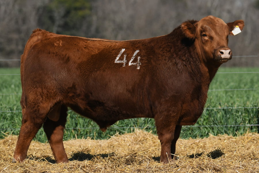 Lote TORO ANGUS PC