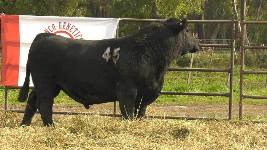 Lote TOROS ANGUS NEGROS  PC