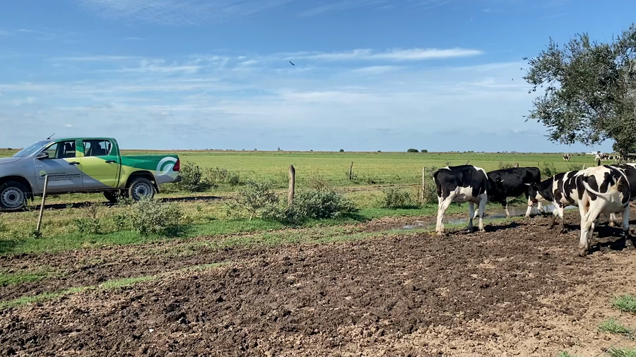 Lote 65 Novillo Holando