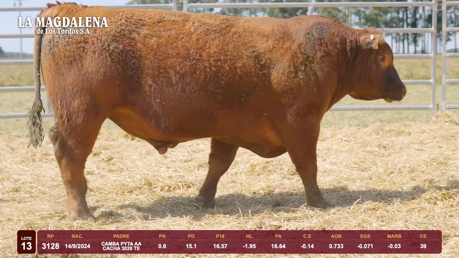 Lote Lote 13 - Angus