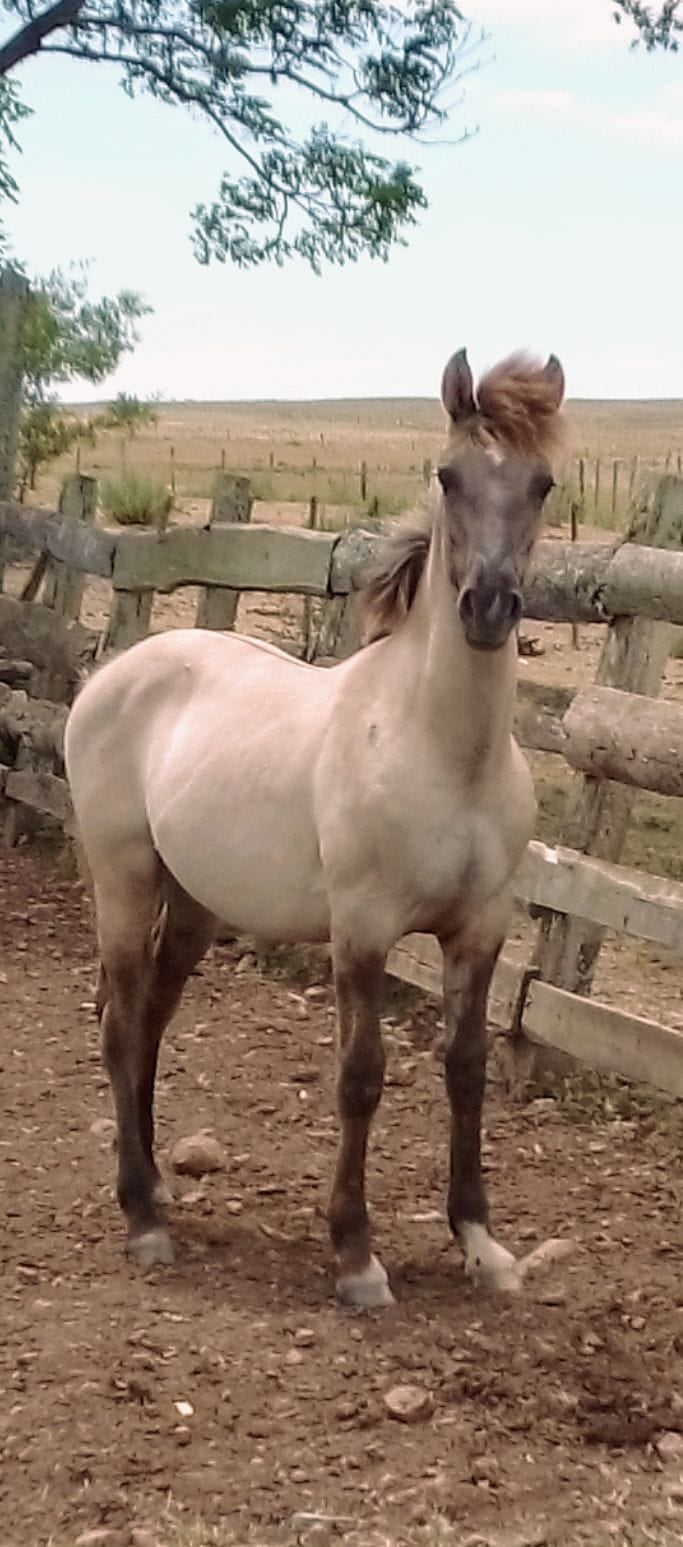 Lote Potrillo Sorteo