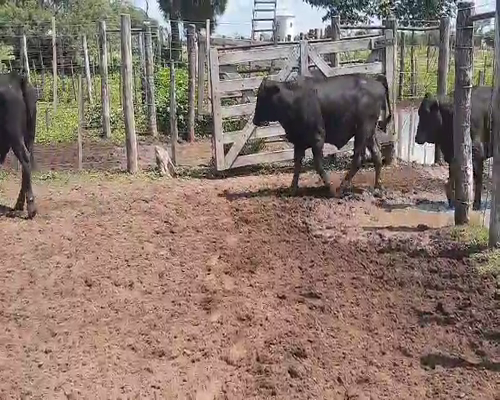 Lote 80 Novillitos en Tintina, Santiago del Estero