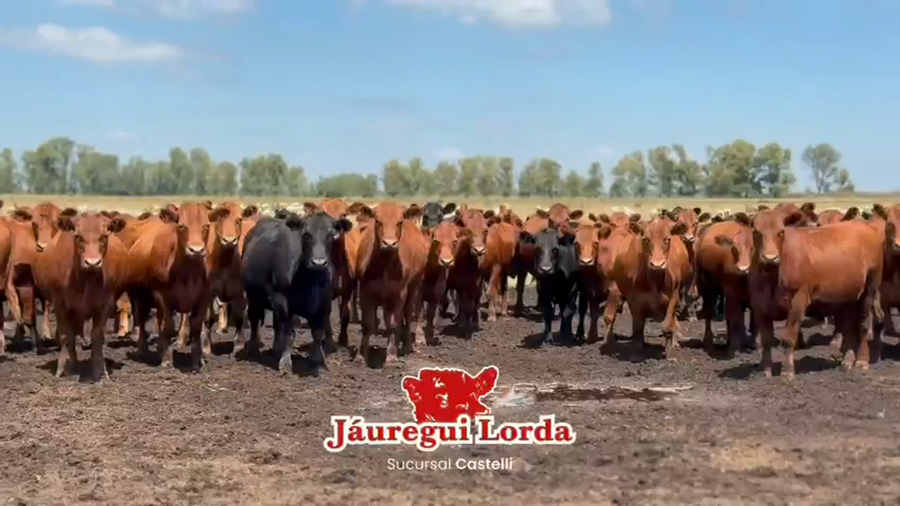 Lote 43 Novillitos