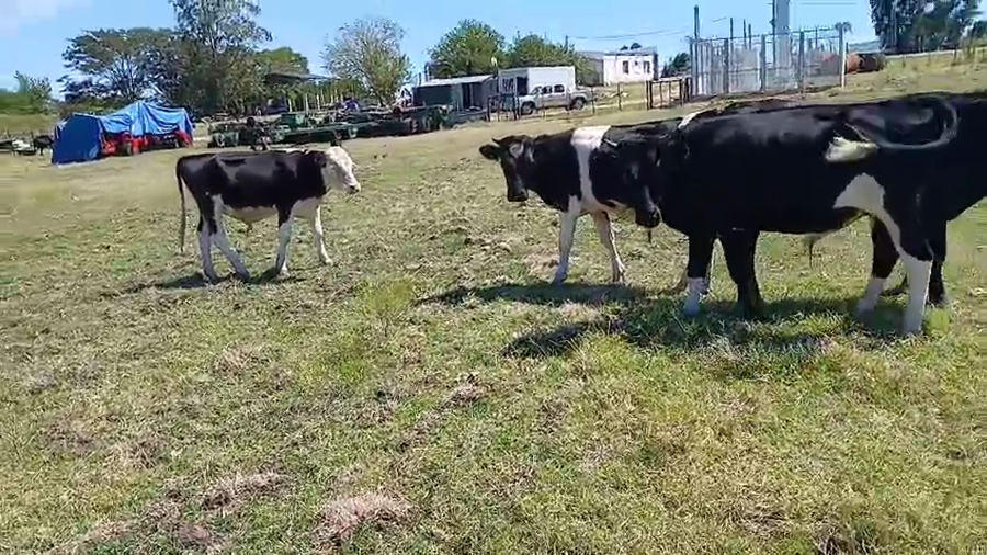 Lote 3 Terneros 190kg - , San José