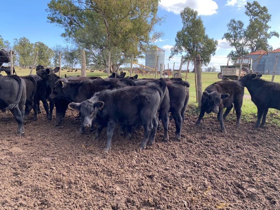 Lote 25 Terneros en Tres Arroyos, Buenos Aires