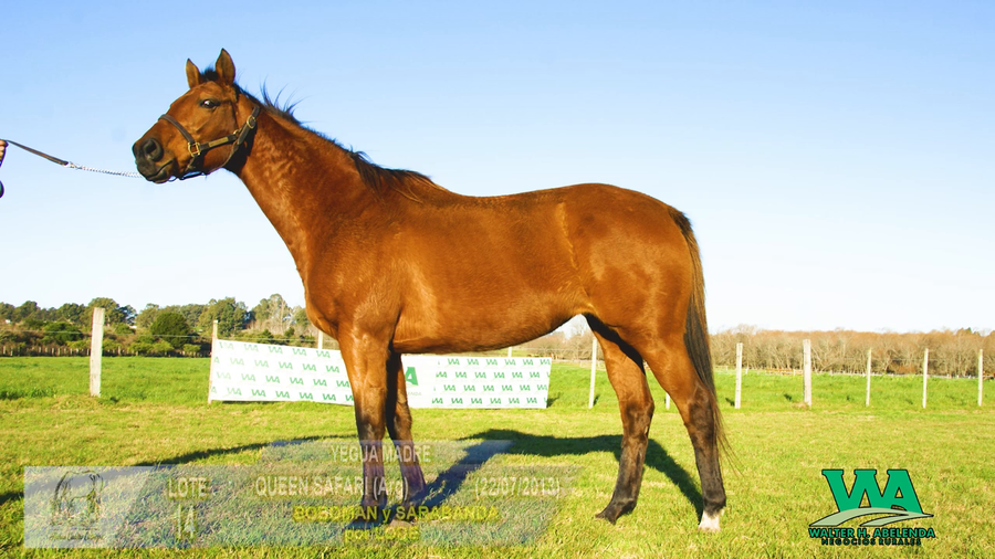 Lote QUEEN SAFARI (Arg)