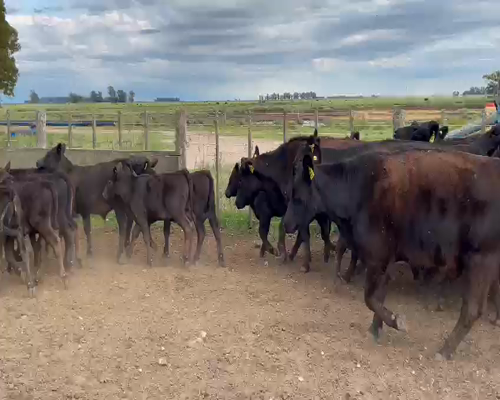 Lote 15 Vacas con Cria al pie MAS en Lobería, PBA .-