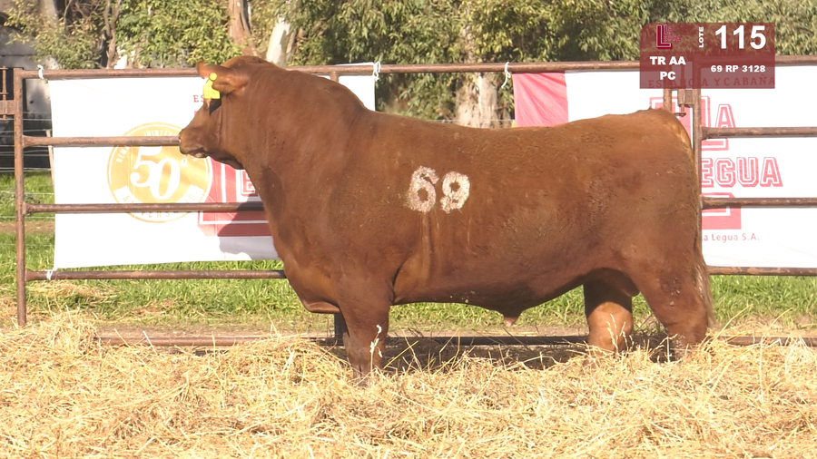 Lote TOROS ANGUS COLORADOS  PC