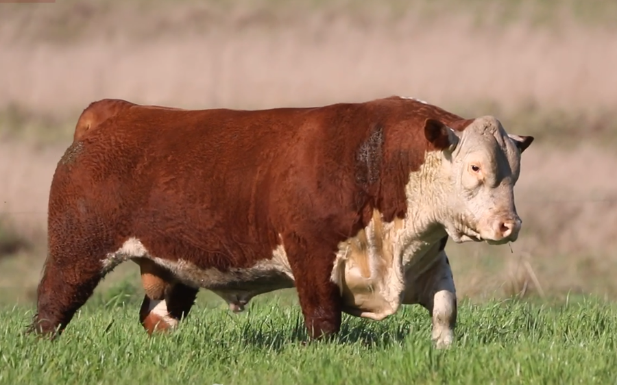 Lote Santa Maria de Arapey