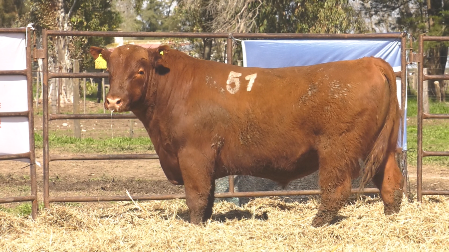 Lote TOROS ANGUS COLORADOS PC