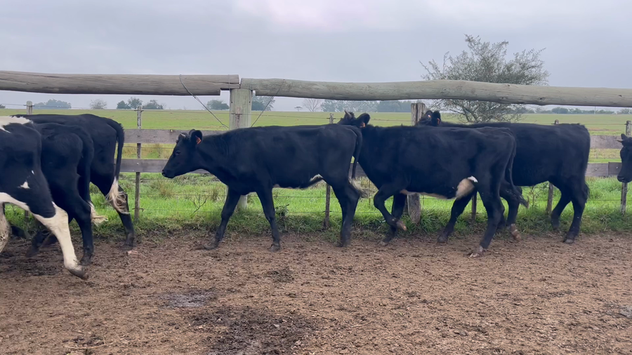 Lote VAQUILLONAS 1 a 2 AÑOS