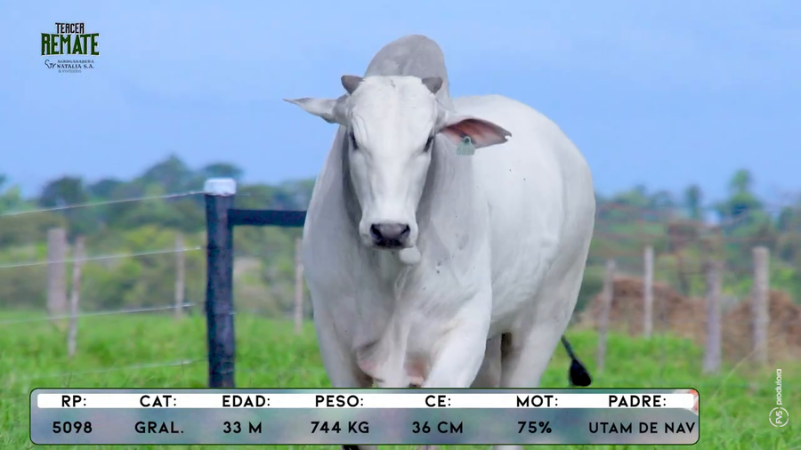 Lote Toros a remate en Tercer Remate Agroganadera Natalia, Concepción