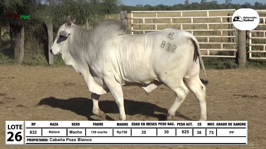 Lote Lote 26