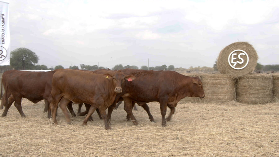 Lote Vaquillas CBO. 1 PREÑADAS