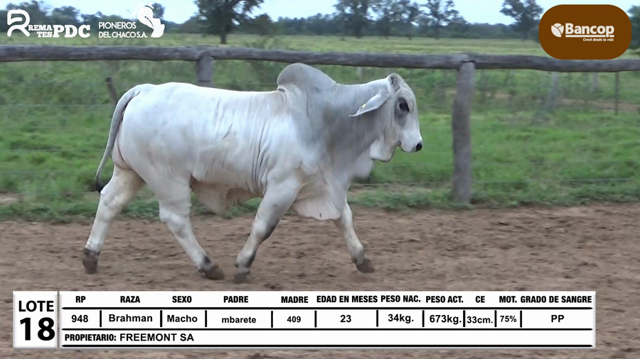 Lote Lote 18