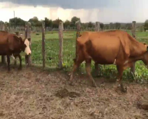 Lote 74 Vacas de invernar en Villaguay, Entre Ríos