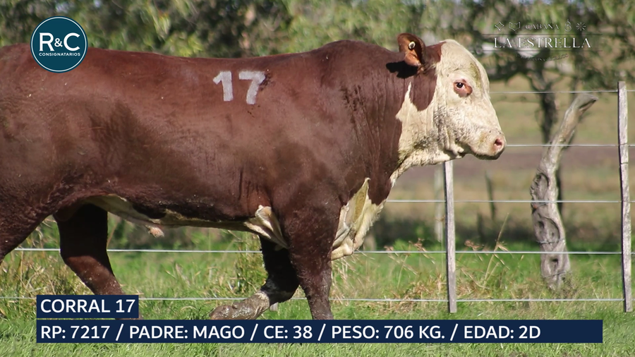 Lote Toro Braford