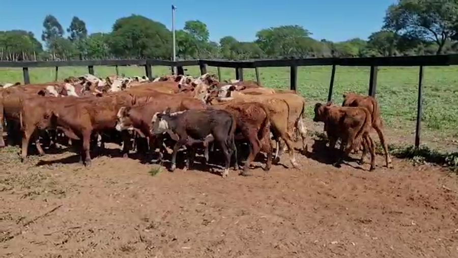 Lote 92 Terneros/as en Loreto, Corrientes