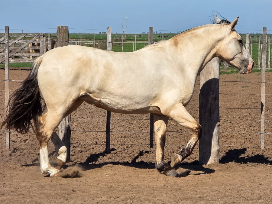 Lote Goyaz Chico Flecha