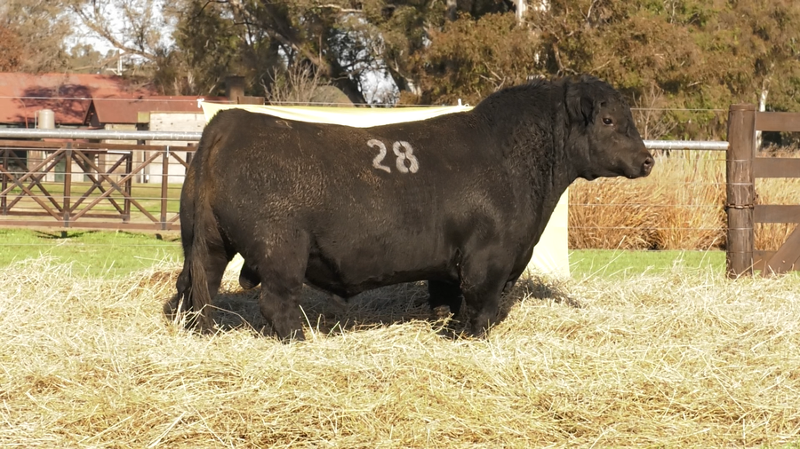 Lote TOROS ANGUS PURO CONTROLADO