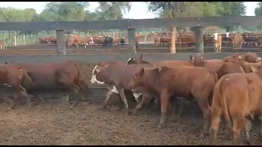 Lote 107 Terneros/as en Laguna Yema, Formosa