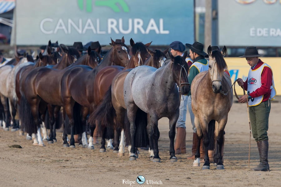 Lote EMBRIONES TARANTULA Y OLIMPICA