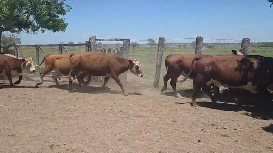 Lote 100 Vacas CUT preñadas en Entre Ríos, Los Conquistadores