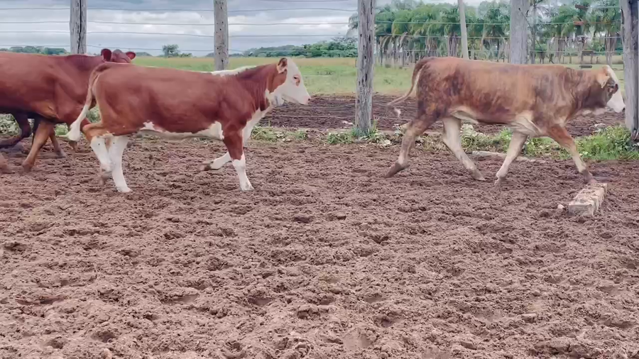Lote 75 Terneras en Itatí, Corrientes