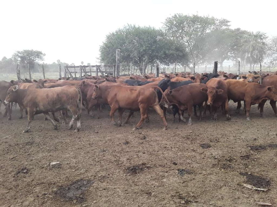 Lote 70 Vaquillonas en Riacho He-He, Formosa