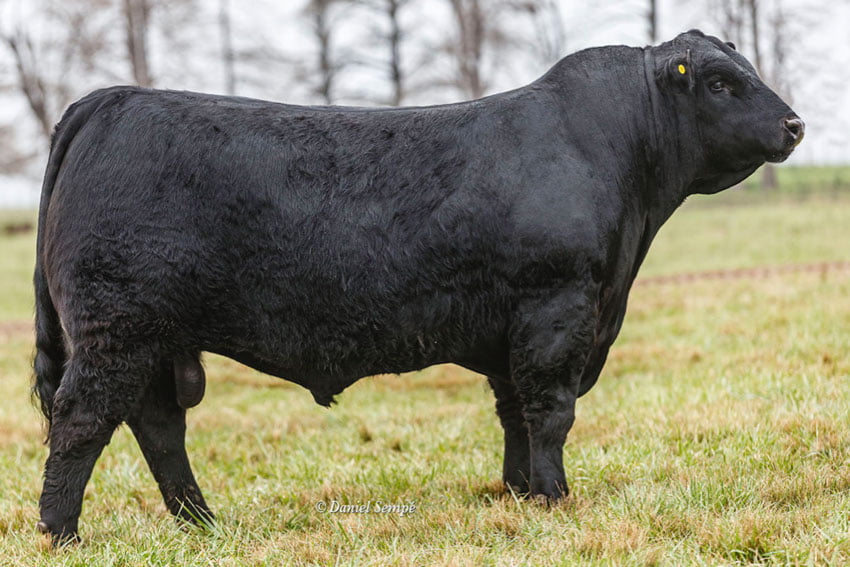 Lote TOROS PURO DE PEDRIGREE