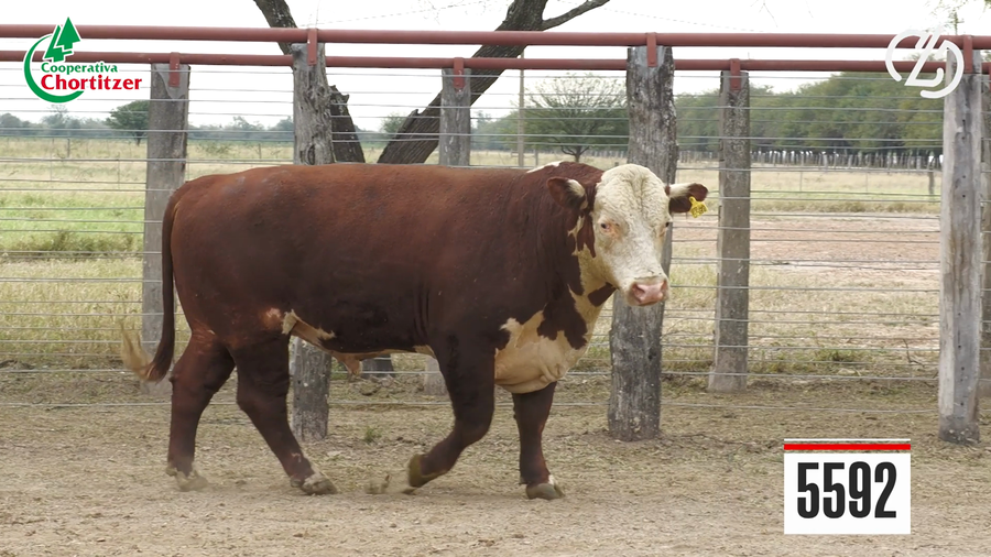 Lote Hereford