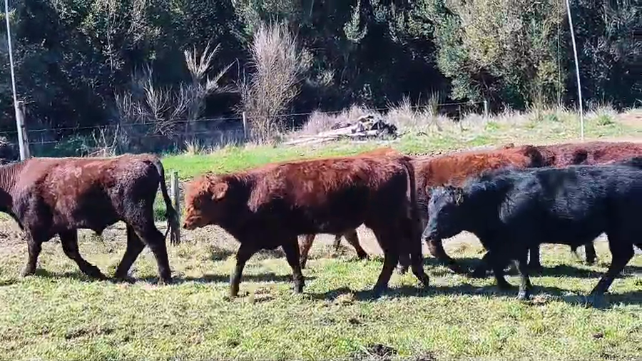 Lote 20 Ternero en Ancud, X Región Los Lagos