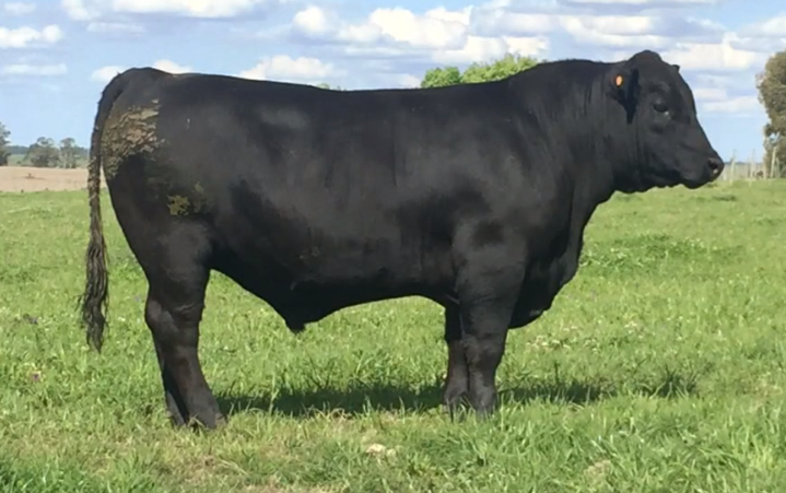 Lote Toros a remate en Cabaña Rebenque , Florida