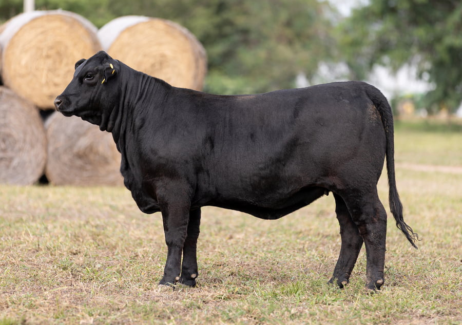 Lote LOTE 38