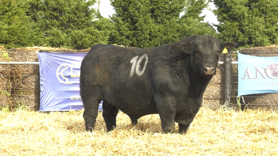 Lote TOROS ANGUS PURO CONTROLADO