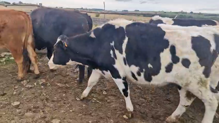 Lote 8 Novillos Holando a remate en Pantalla Camy en Coronilla