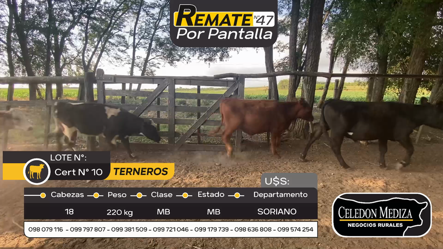 Lote 18 Terneros en Otra Localidad, Soriano