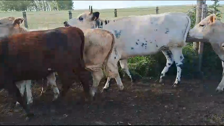 Lote (Vendido)11 Vaquillonas  Cruzas a remate en Pantalla Camy en Ruta 3 Km120