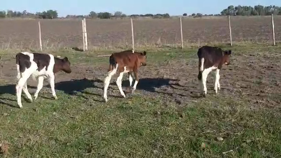 Lote 3 Toros Holando a remate en Pantalla Camy 120kg -  en Cerro San Jose