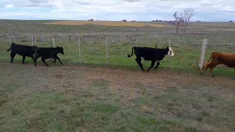 Lote 10 Terneros a remate en Pantalla Camy, San José