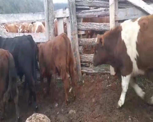 Lote 30 Ternero en XI Región Aysén, Coyhaique