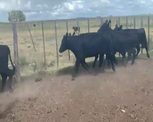 Lote 83 Vaquillonas G/P en Benito Juárez, Buenos Aires