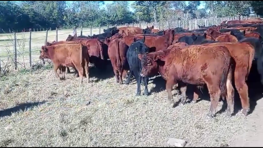 Lote 177 Terneros en Blaquier , Buenos Aires
