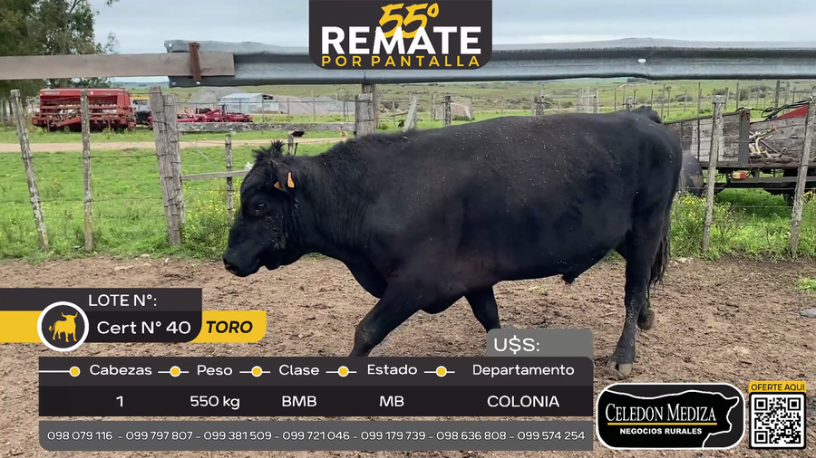 Lote 1 Toros en Puntas del Rosario, a 25 km de Cardona Colonia