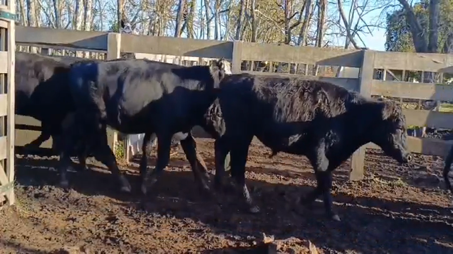 Lote (Vendido)21 Novillos Cruzas a remate en #45 Pantalla Carmelo  340kg -  en Costas del Rosario