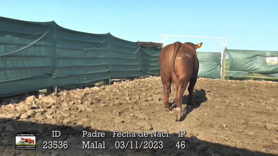 Lote 3 Toros a remate en La Empastada, Durazno