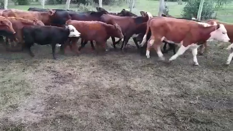 Lote 90 Terneros/as en Federal, Entre Ríos