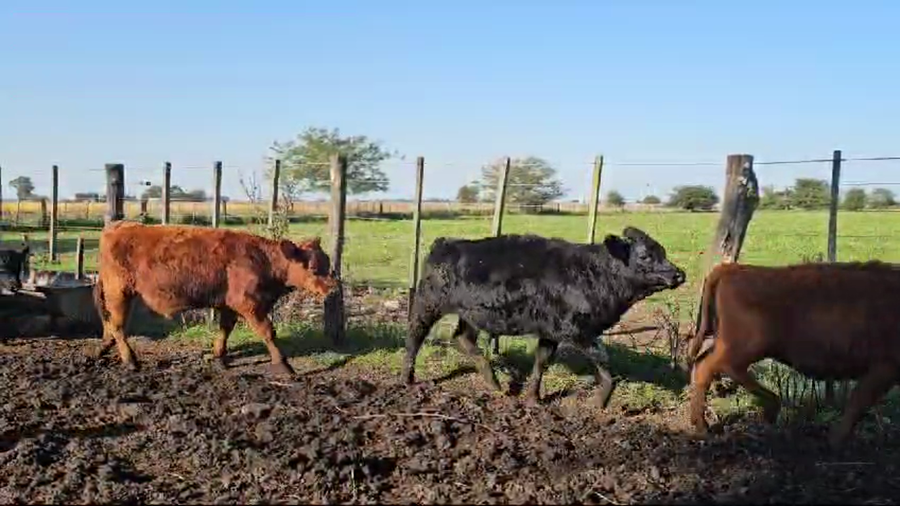 Lote 45 Terneros/as EN CHIVILCOY