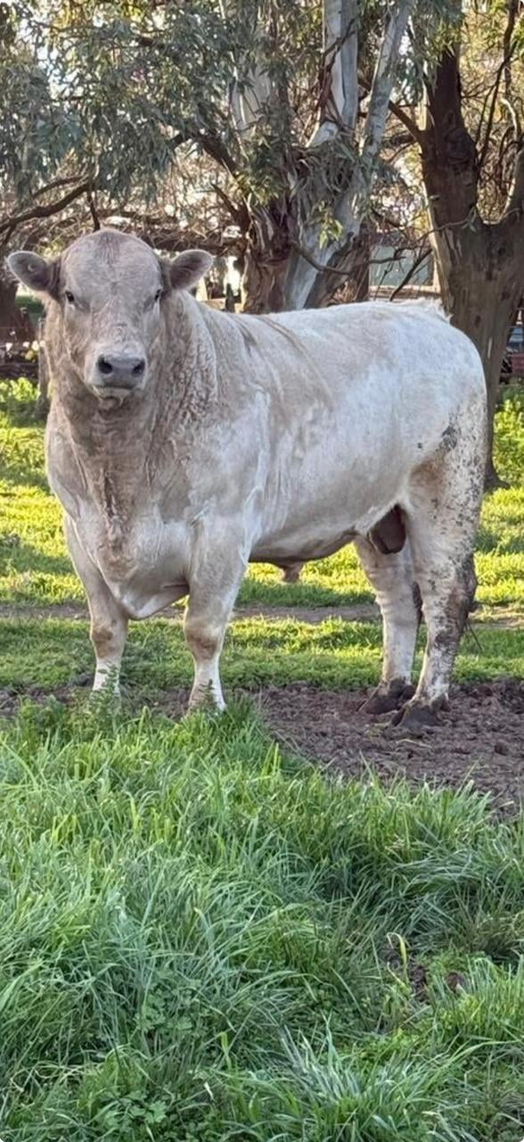 Lote Toro PP, raza Murray Grey "Cabaña La Trinidad"